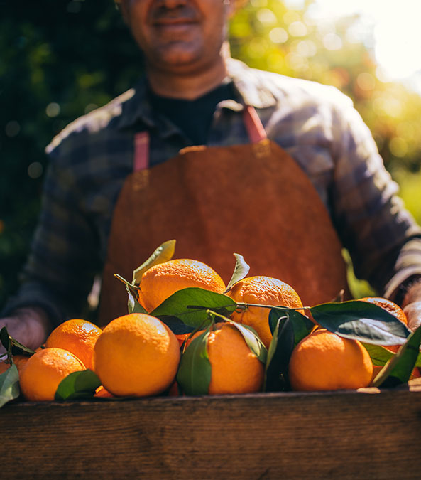 worker carrying a crate of oranges